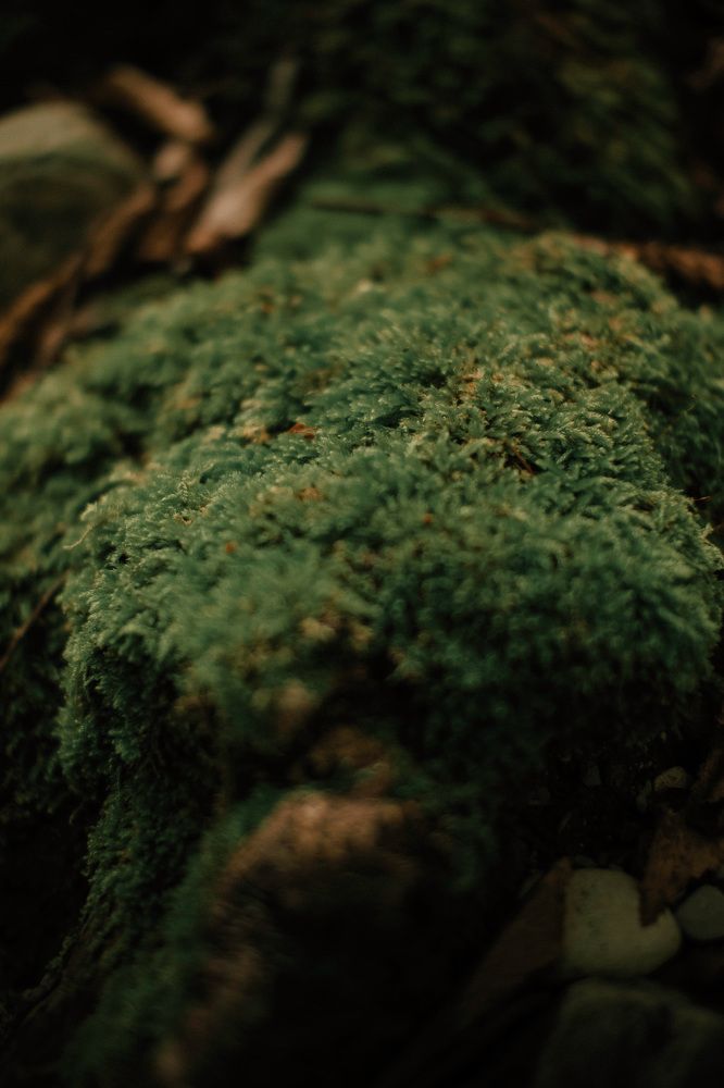 Photograph by Denis Trushtin