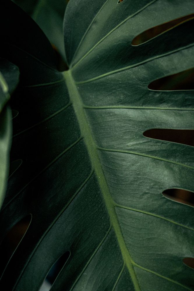 Photograph by Denis Trushtin