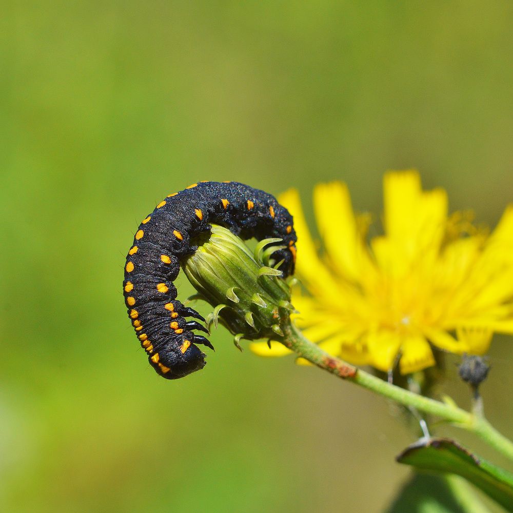 Фотография автора Сергей Суворов