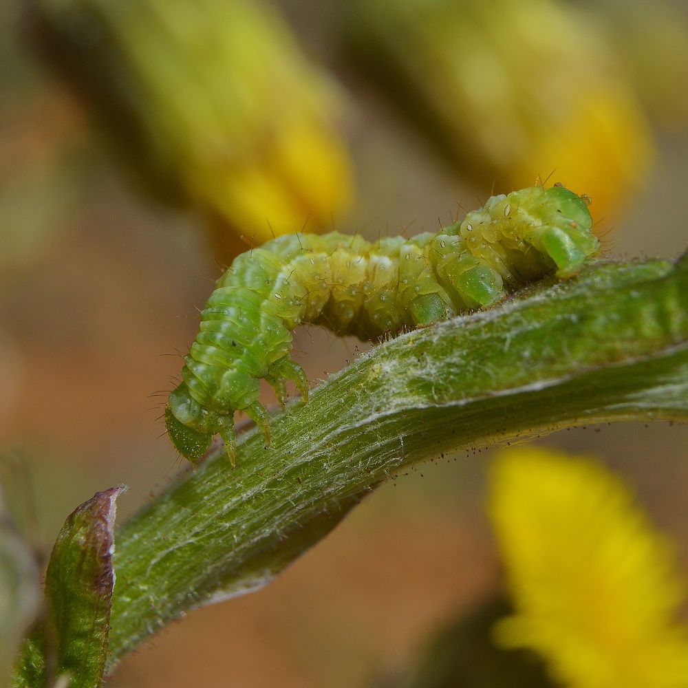 Фотография автора Сергей Суворов