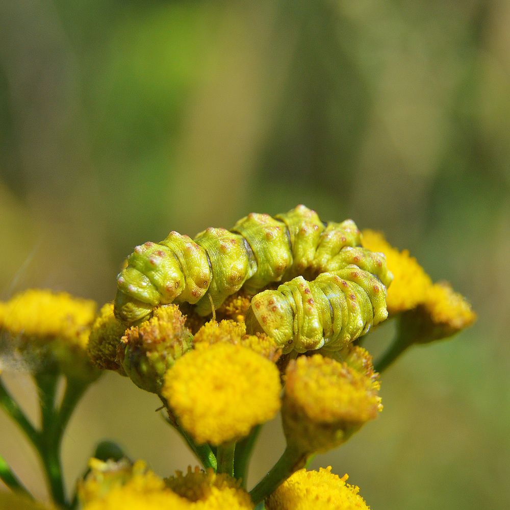 Фотография автора Сергей Суворов