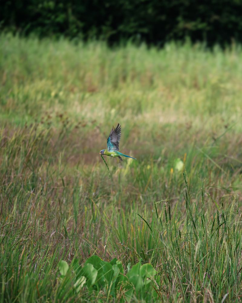 Photograph by GOVIND VISWANATH