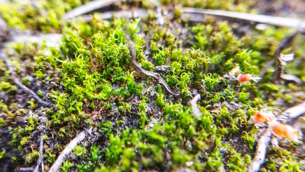 Photograph by Сергей Хранитель