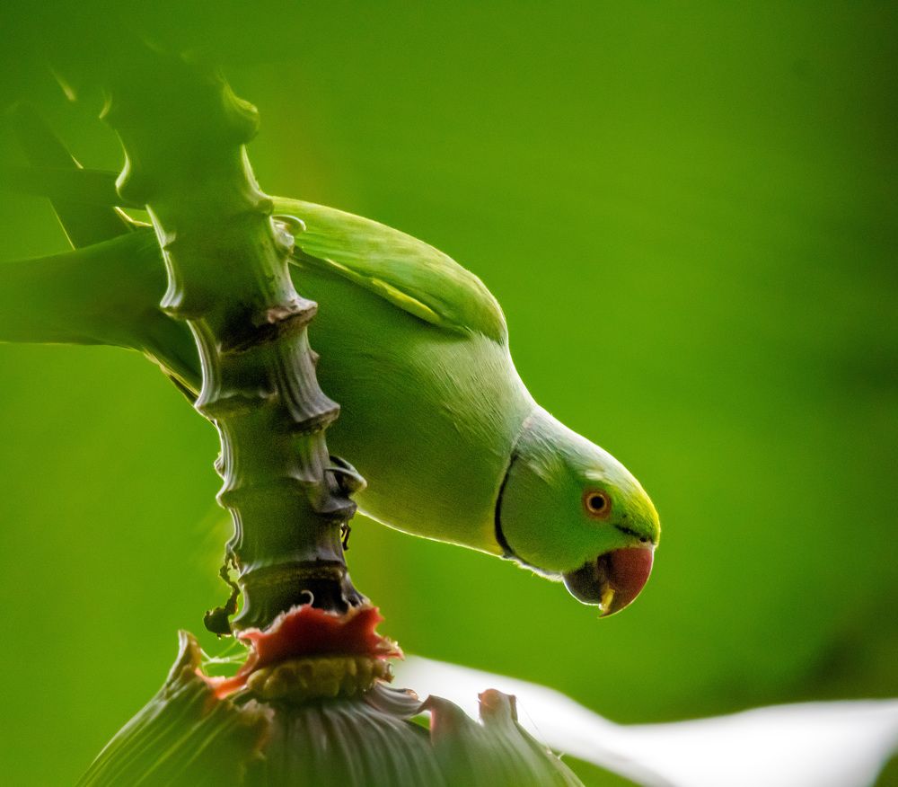 Фотография автора Sajeev Krishnan