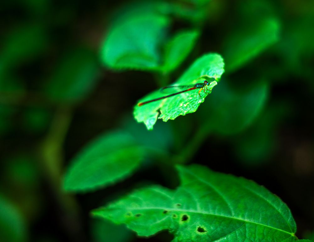 Фотография автора Sajeev Krishnan