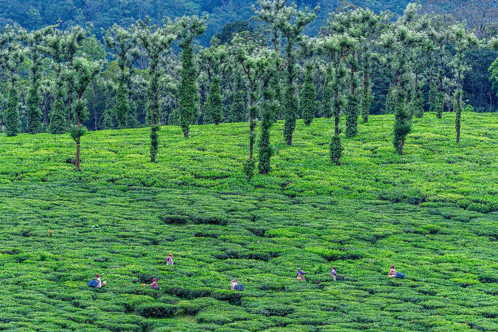 Фотография автора Sajeev Krishnan