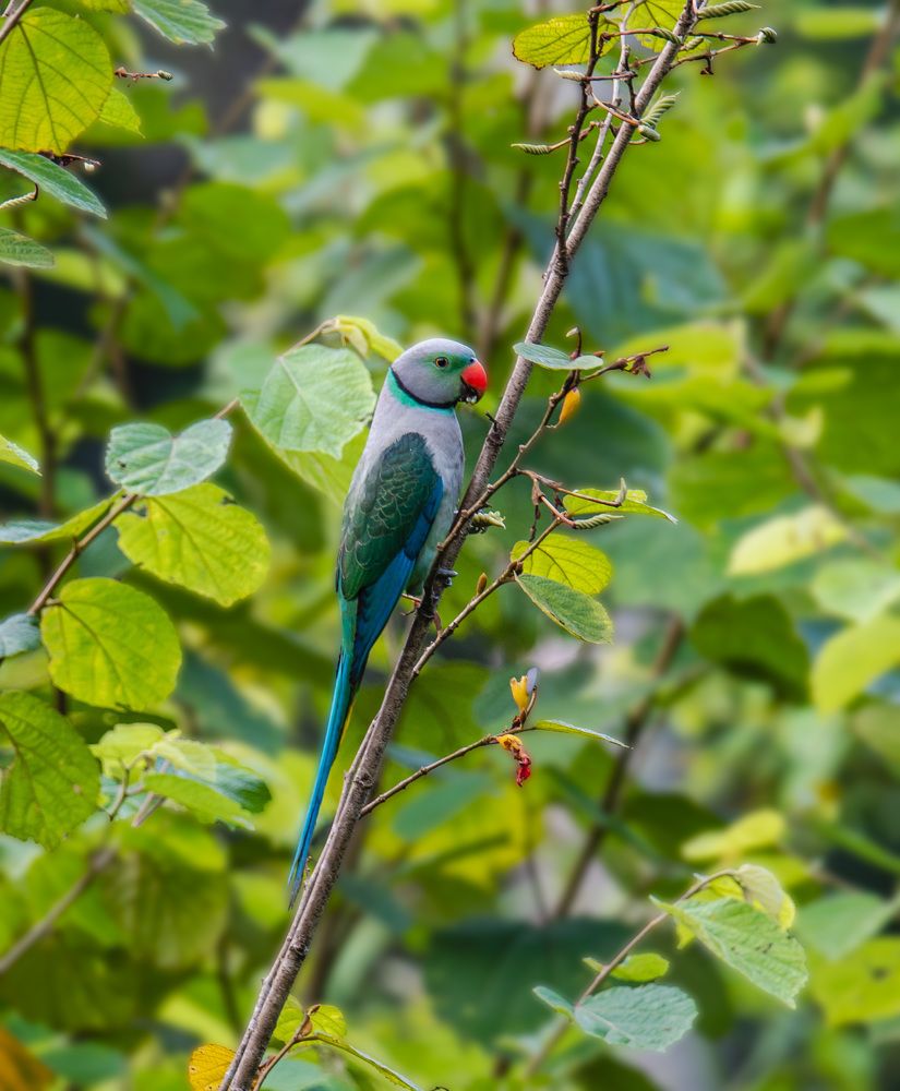 Фотография автора Sajeev Krishnan