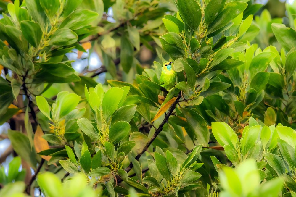 Фотография автора Sajeev Krishnan