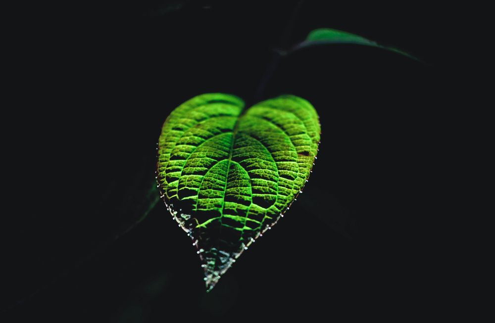 Photograph by Александра Щирова