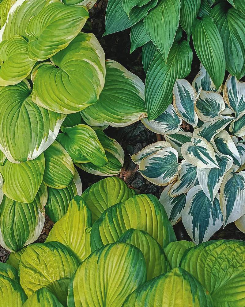 Photograph by Елена Бородина