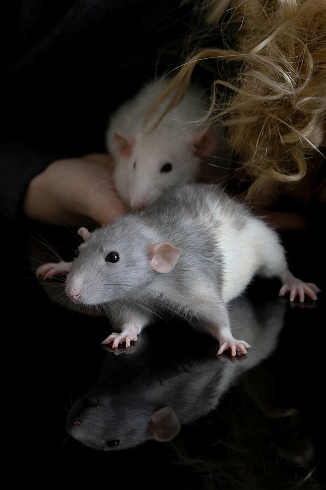 Домашний крысик