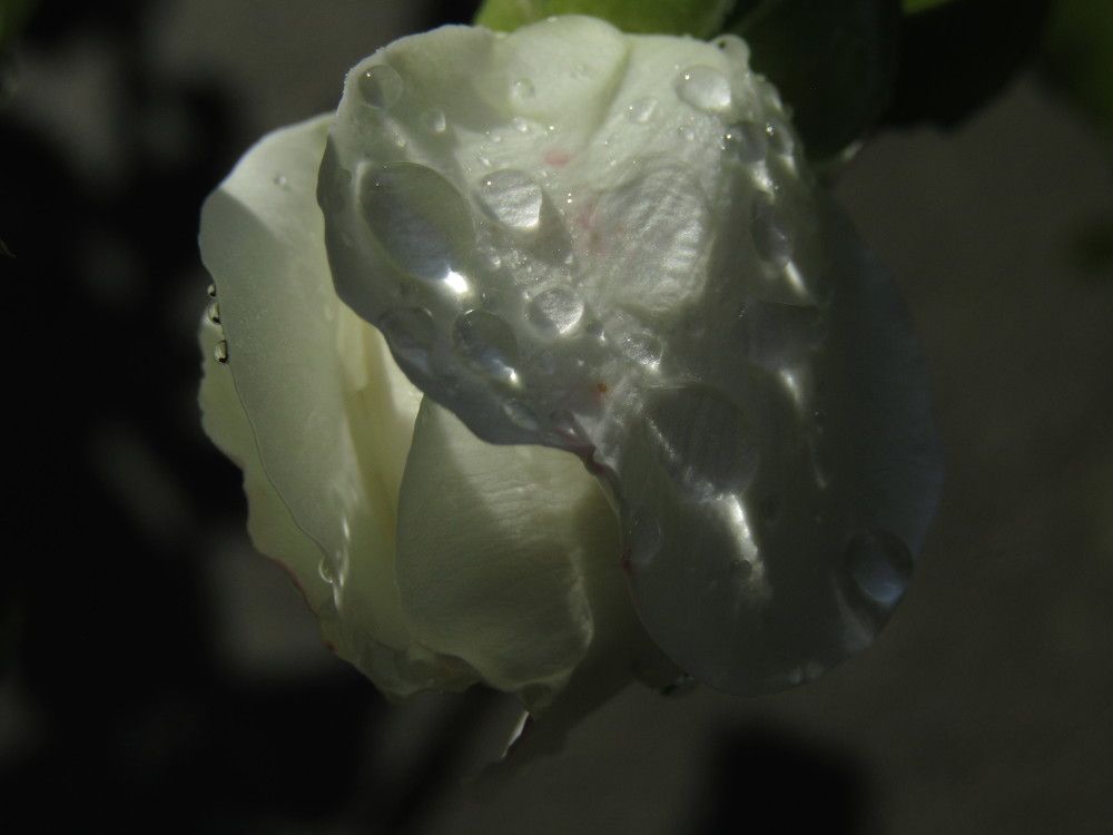 Photograph by Olga Kot