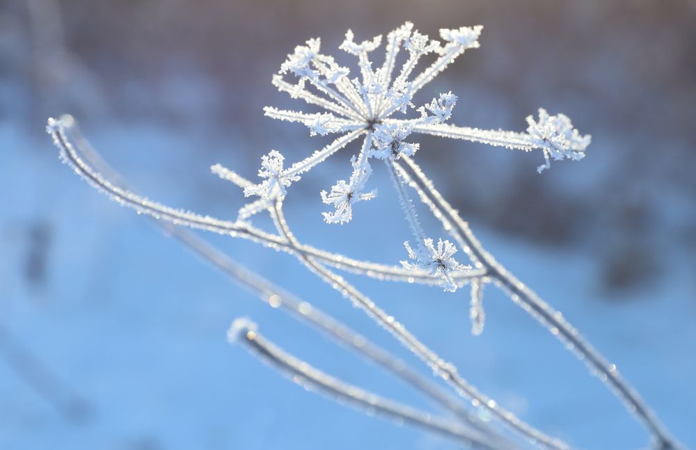 Photograph by елена