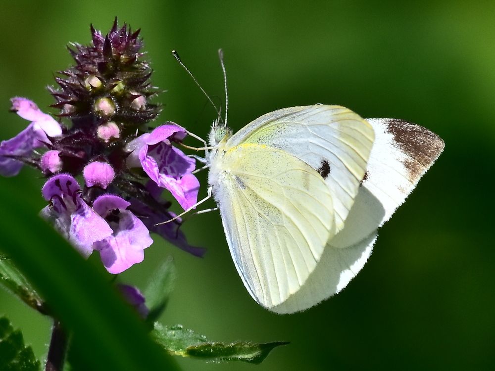 Photograph by Николай Абакумов