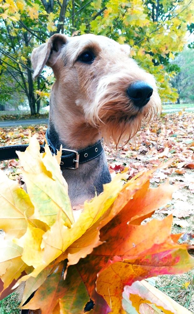 Осенняя прогулка