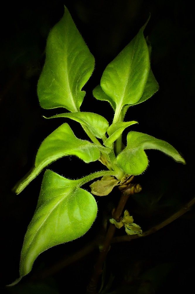 Молодая сирень