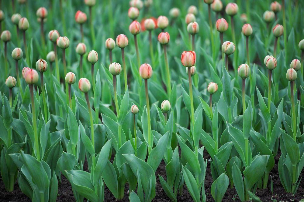 Фотография автора Владимир Пронин