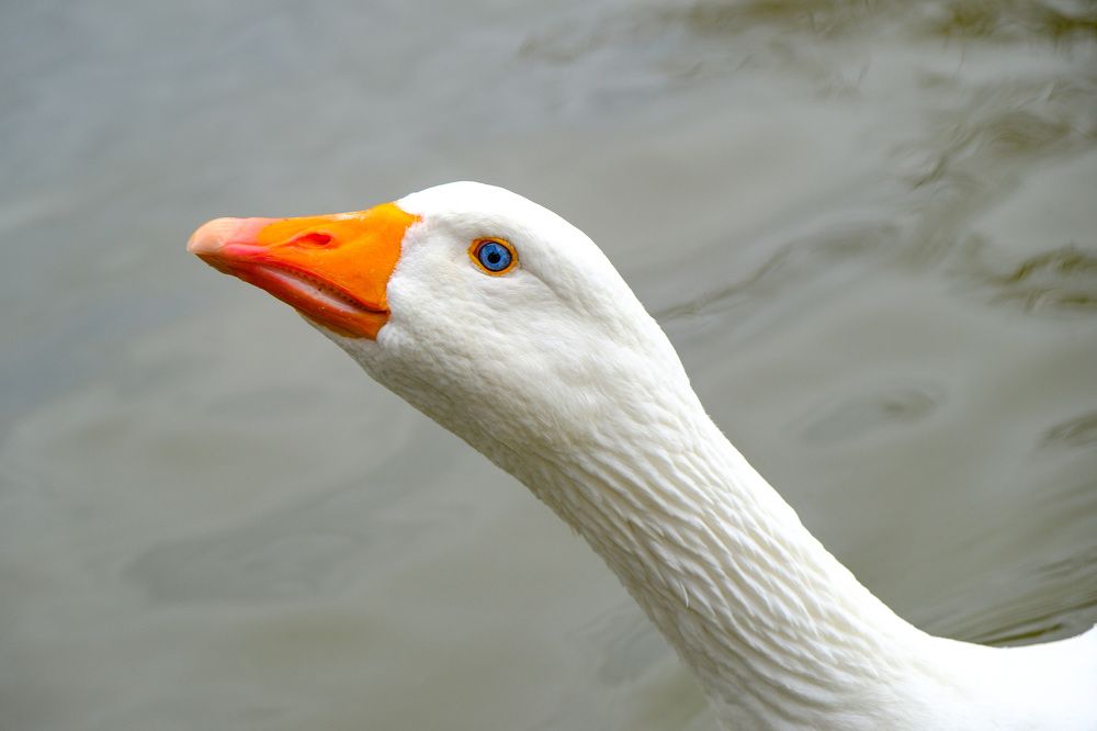 Photograph by Сергей Аверченко