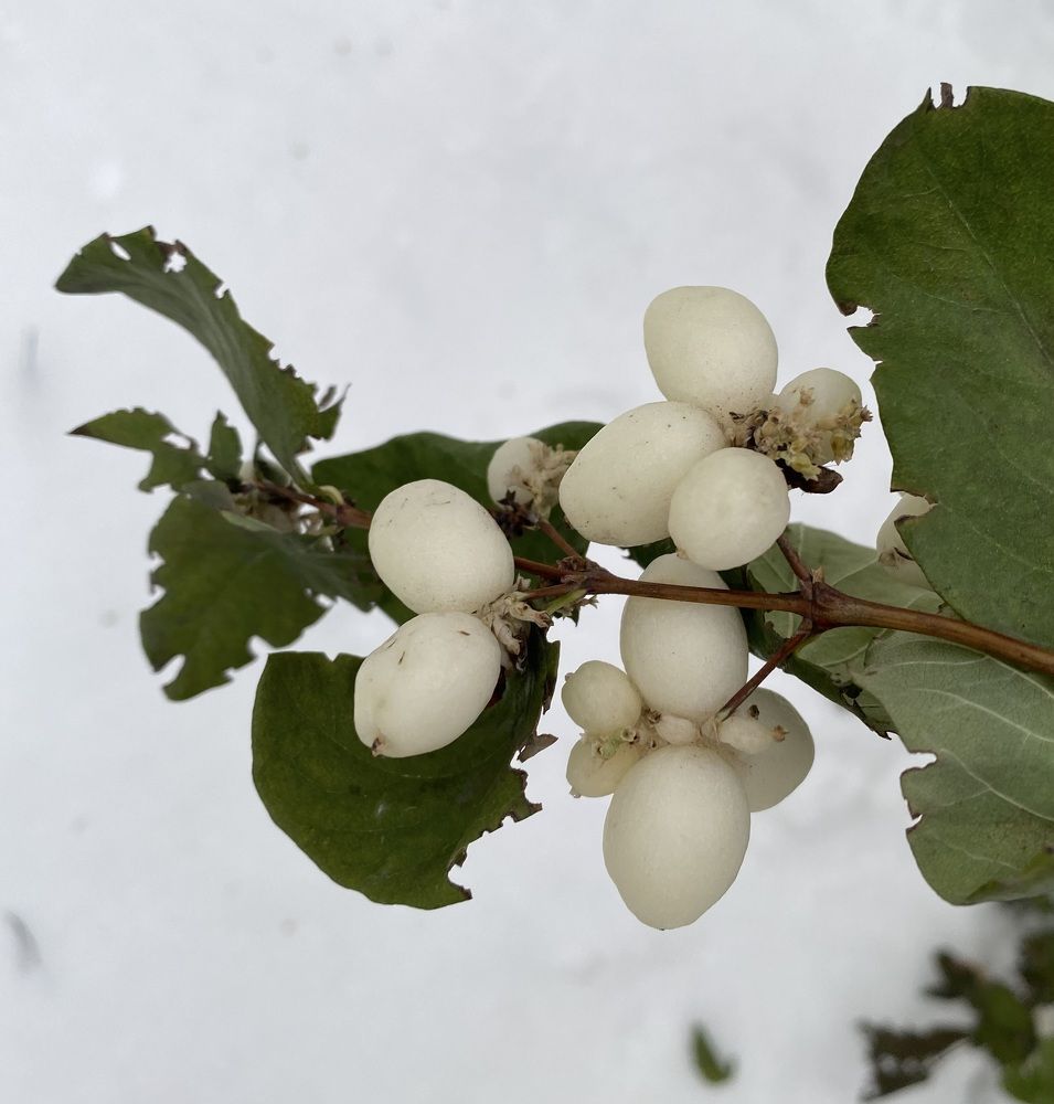 Photograph by Алиса Лукина