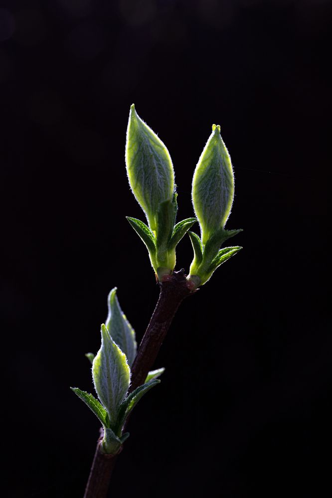 Фотография автора Ирина Гриценко