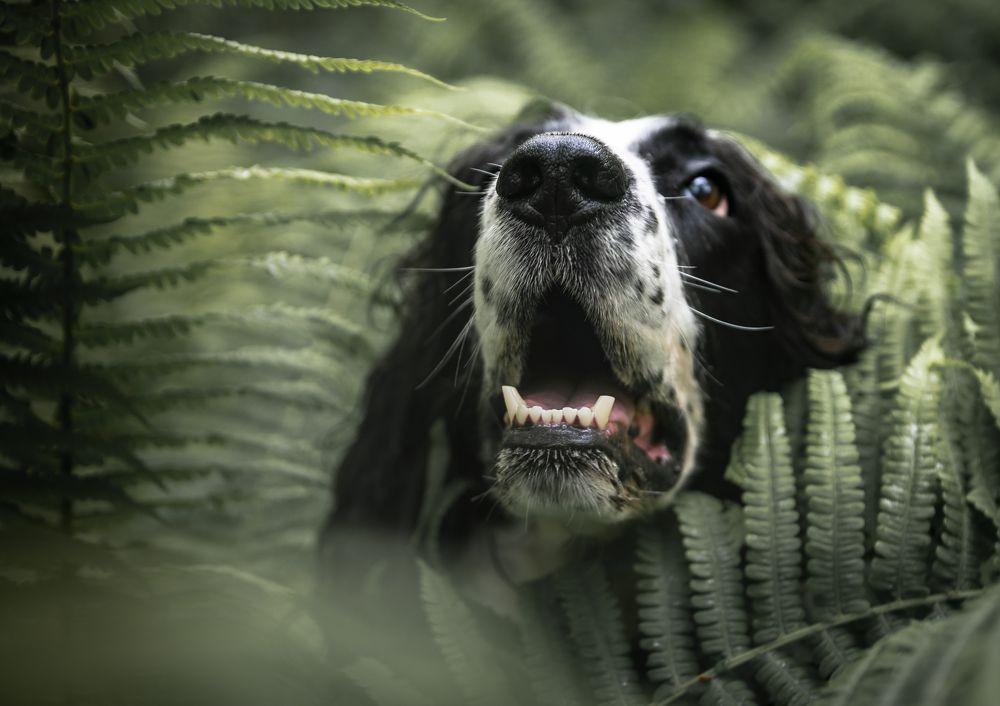 Photograph by Григорова Мария