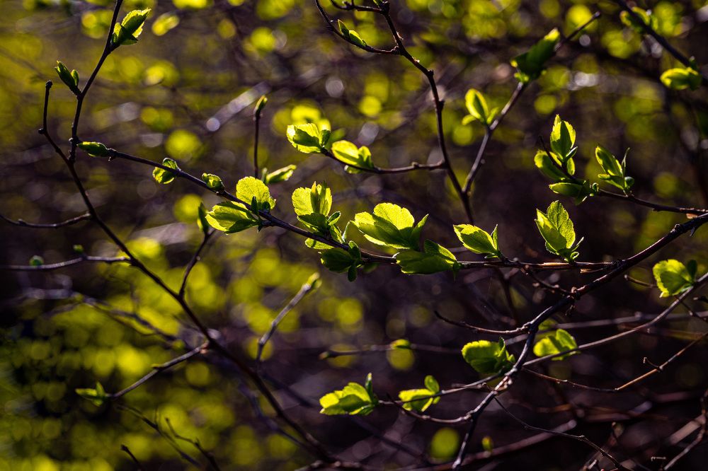 Фотография автора Ирина Гриценко