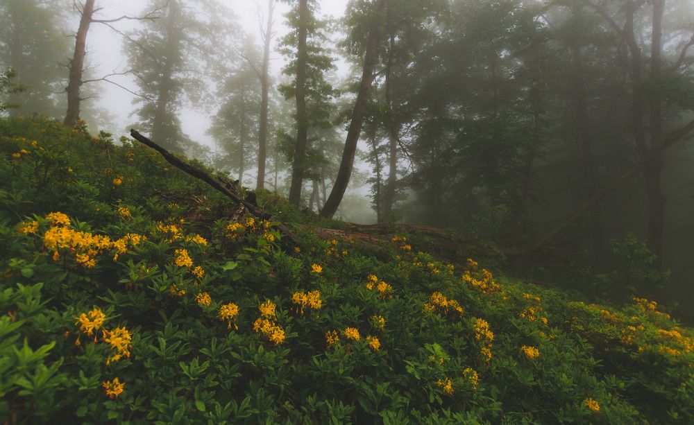 Photograph by Григорова Мария