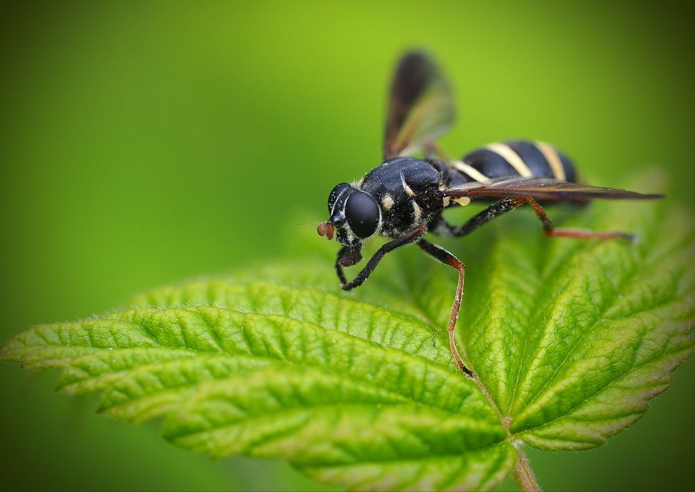 Журчалка осовидная.