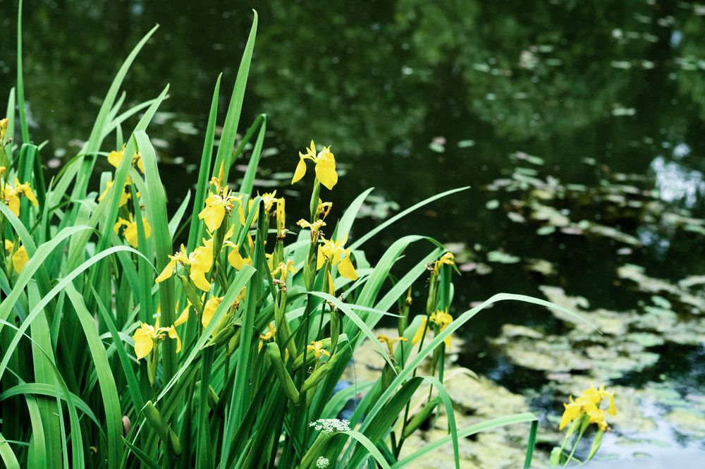 Photograph by Татьяна Родикова