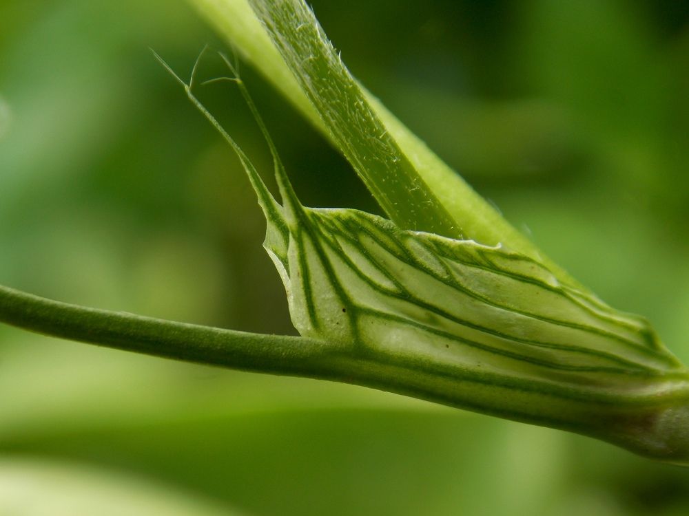 Photograph by Olja Simovic