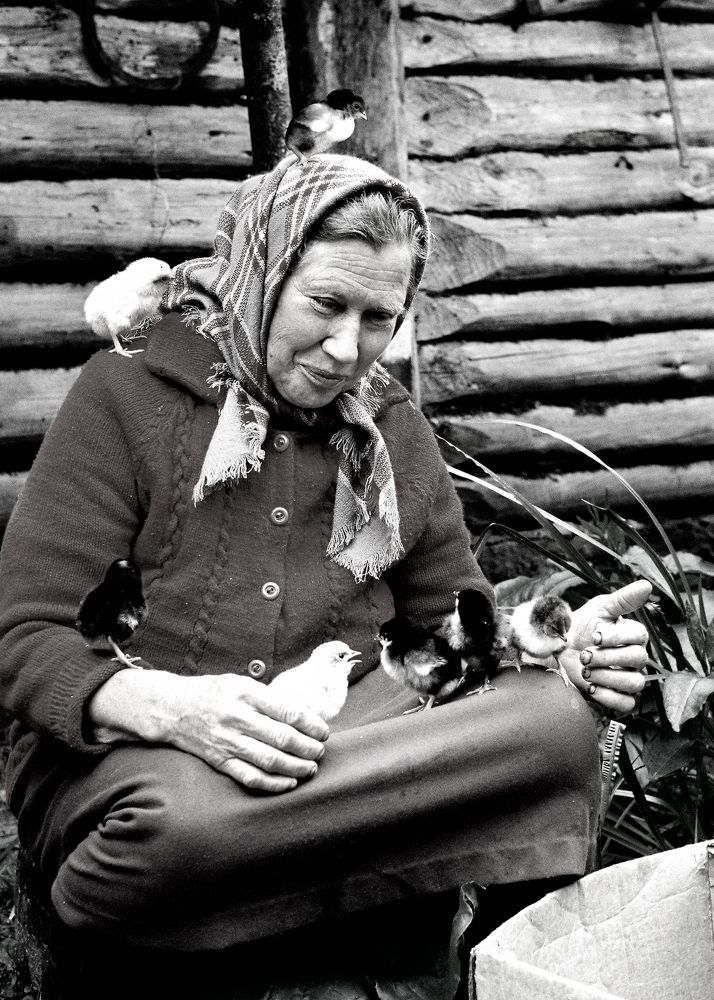 Бабушка-наседка.