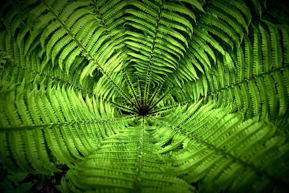 Узоры молодого папоротника