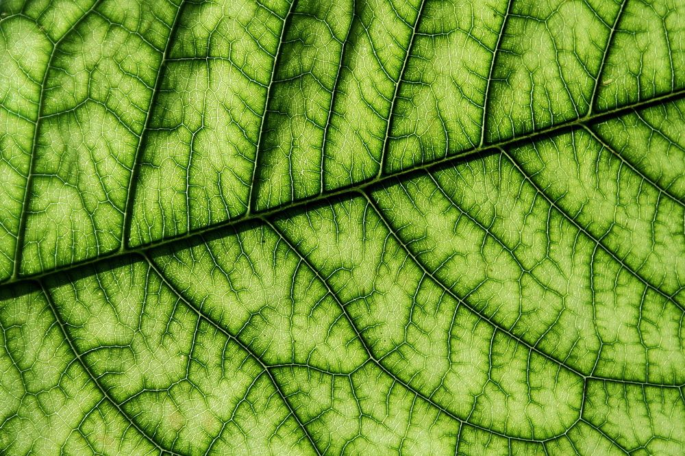 Фотография автора Александр Челмодеев