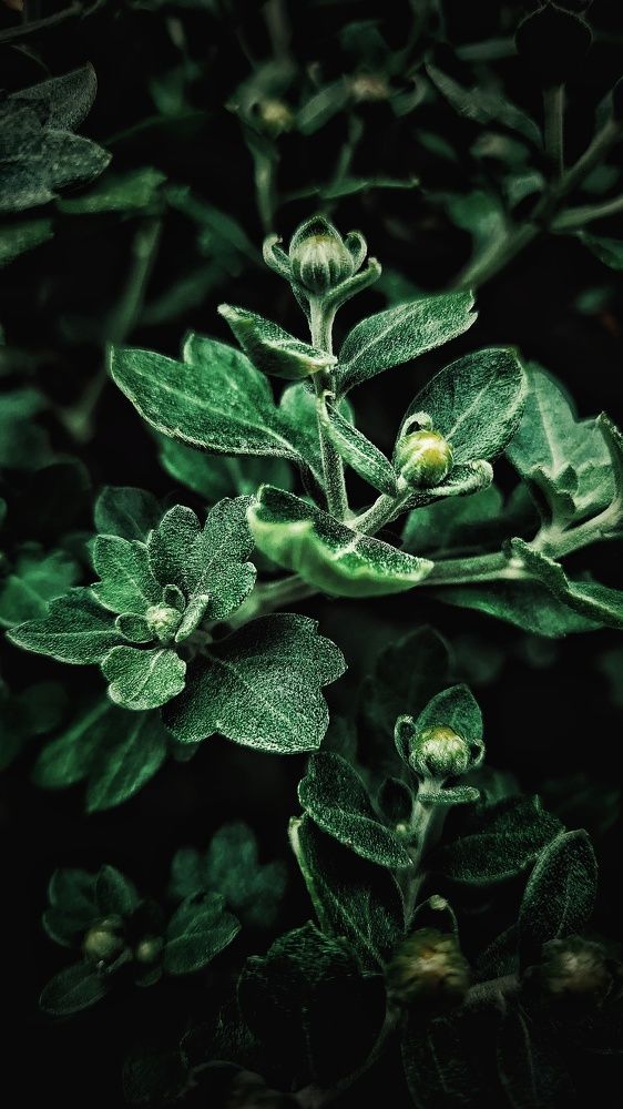 Photograph by Elina Nersesova