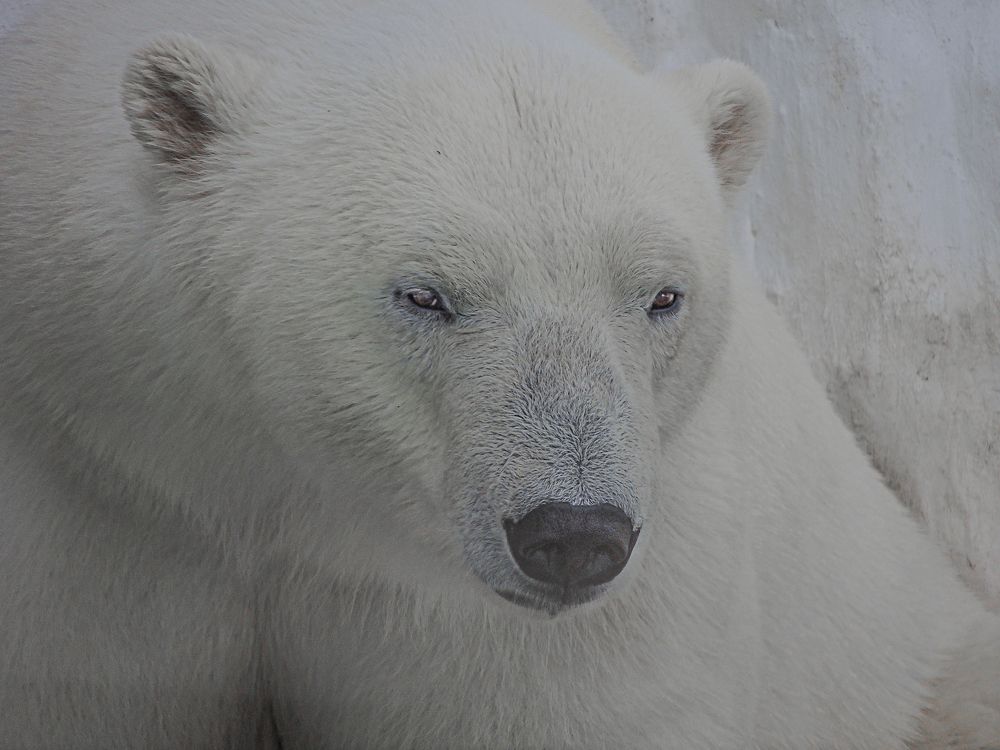 Photograph by Галина Суровицкая