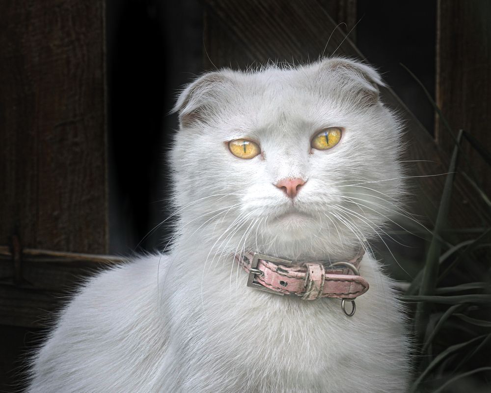 Photograph by Галина Суровицкая