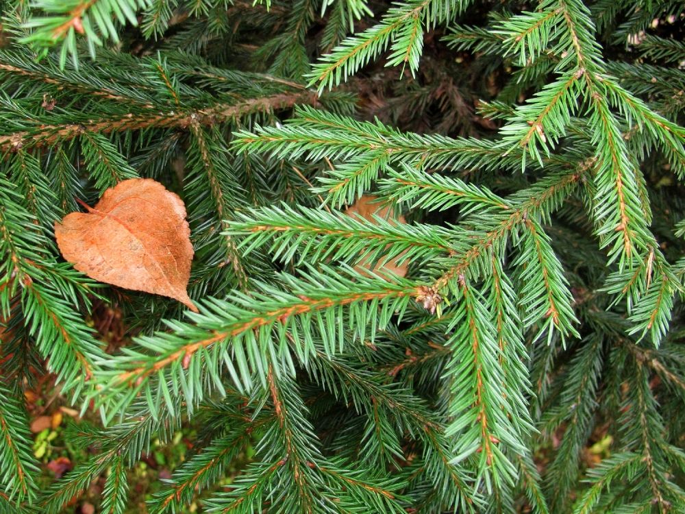 Осенний лист