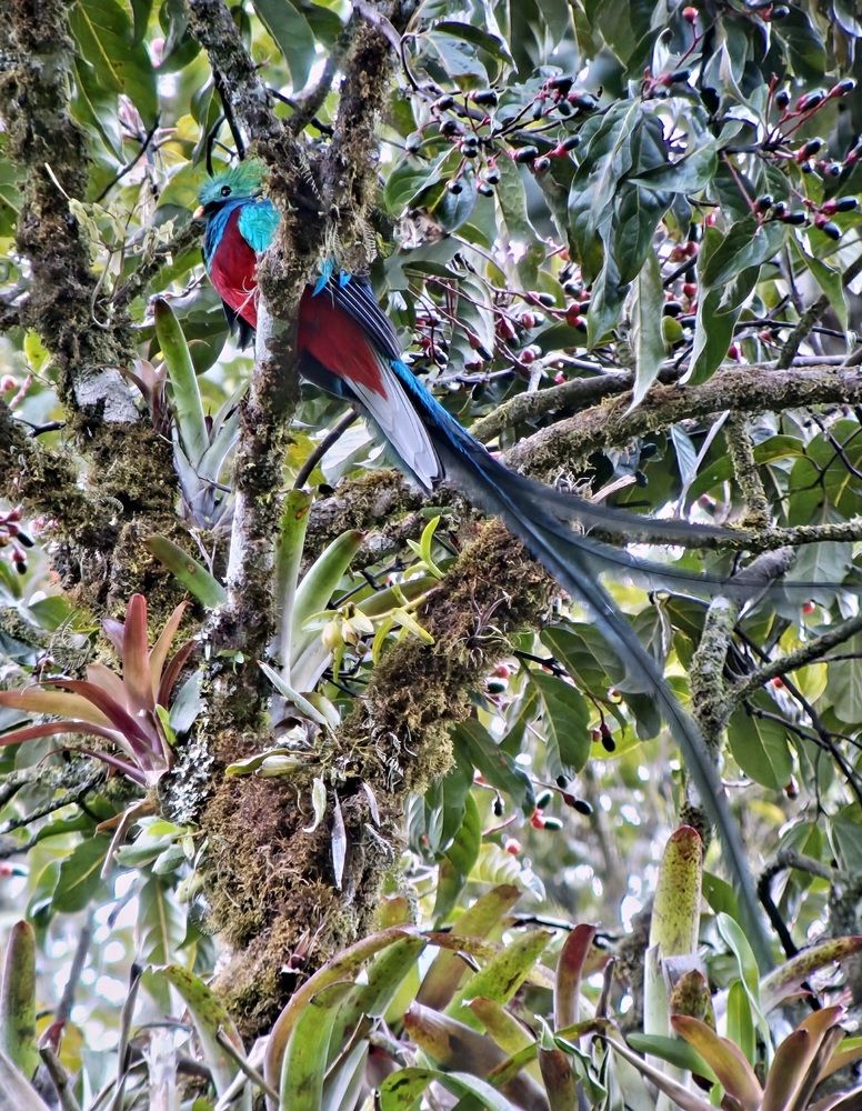 Это птица Qetzal .