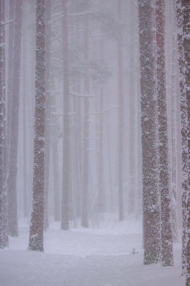 Фотография автора Elvijs Kalnins