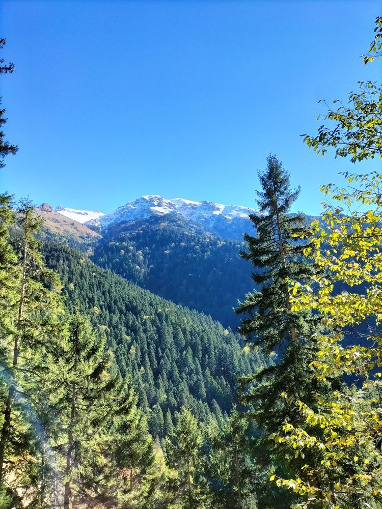 Photo #11404834