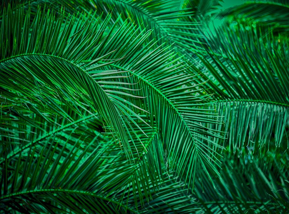 В пальмовой роще