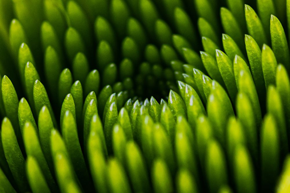 Photograph by Andrey Sensetic