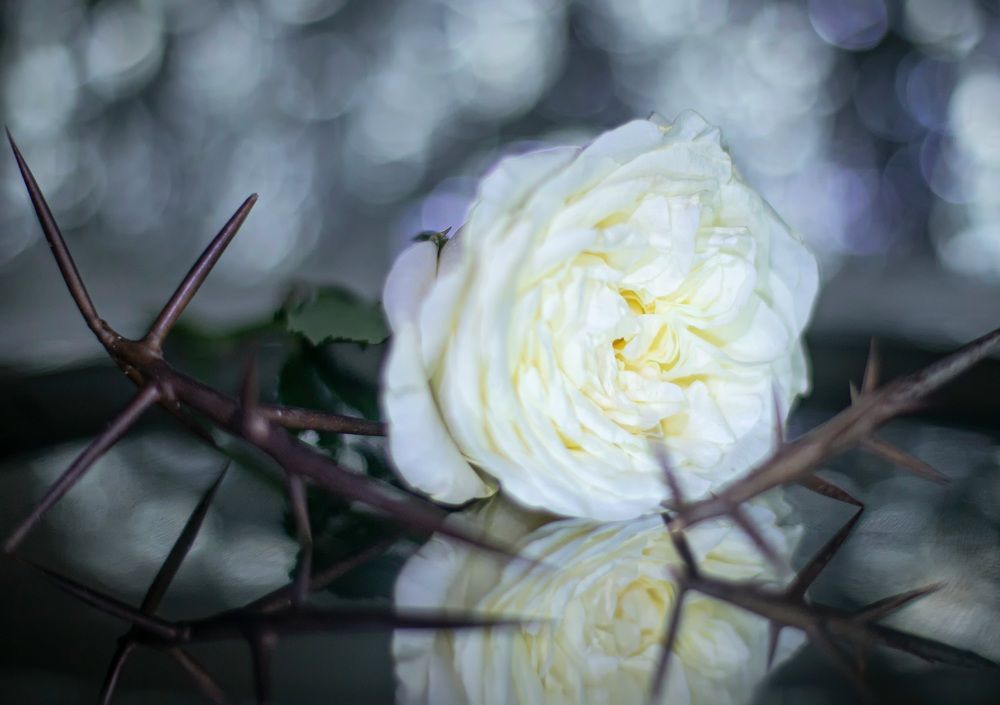 Photograph by Касьянова Ольга