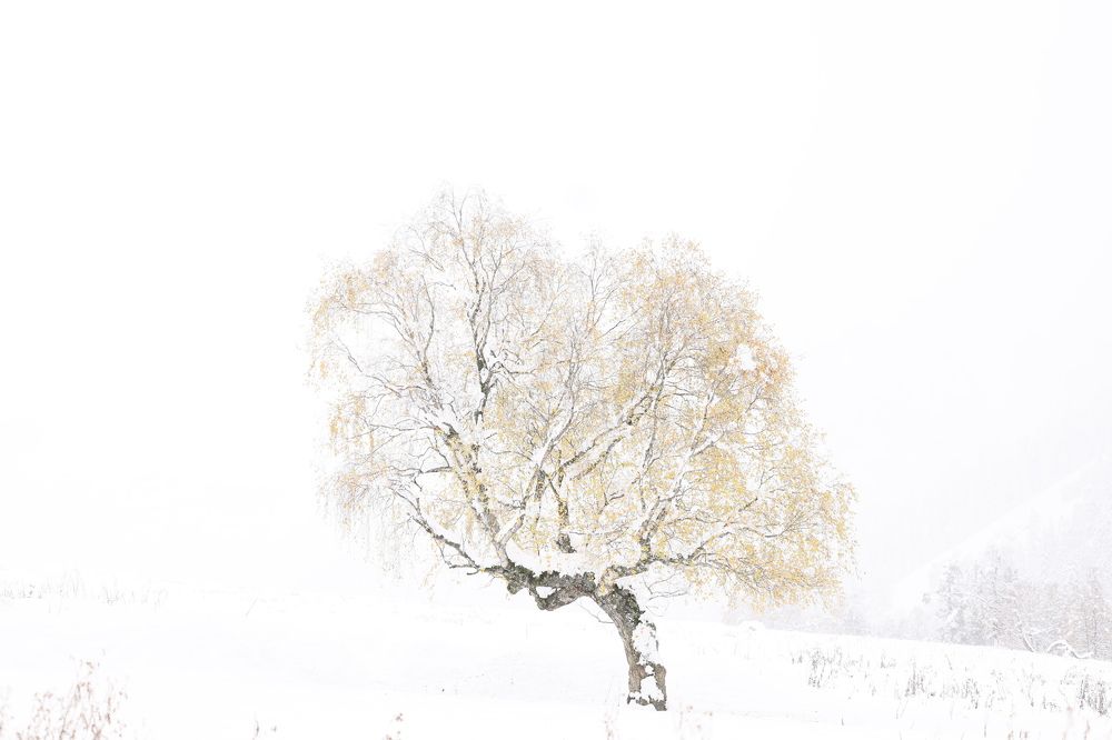 Одинокое дерево