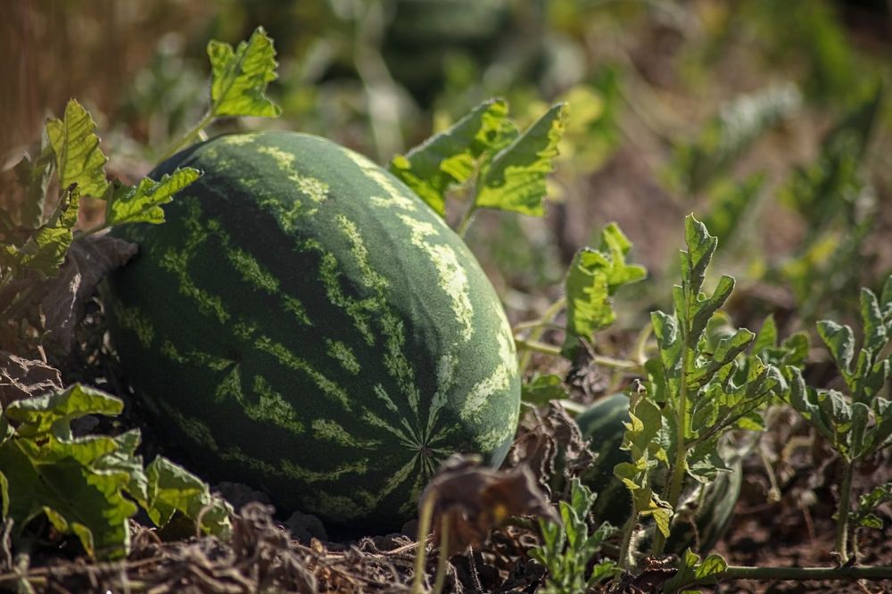 Фотография автора Валерий Елистратов