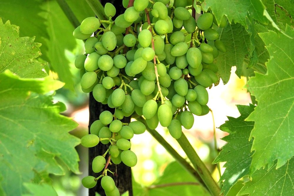 Photograph by jelena konickaja