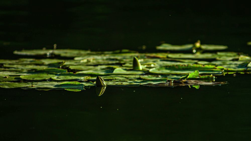 Photograph by Ольга Ильина