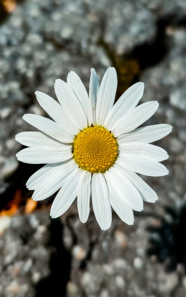 Photograph by Людмила Сергеева