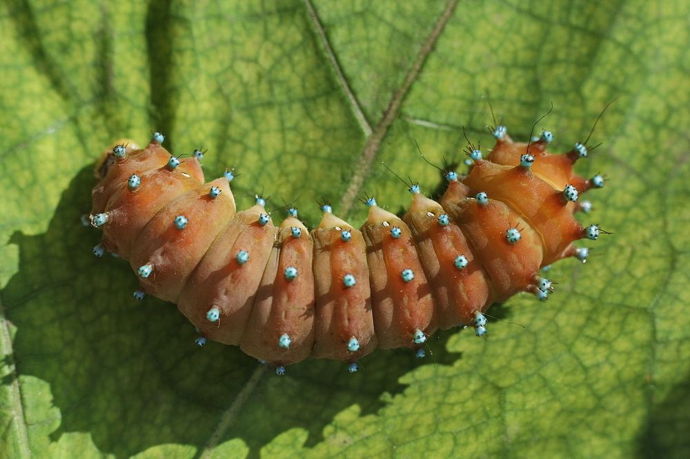 Photograph by Александр Челмодеев