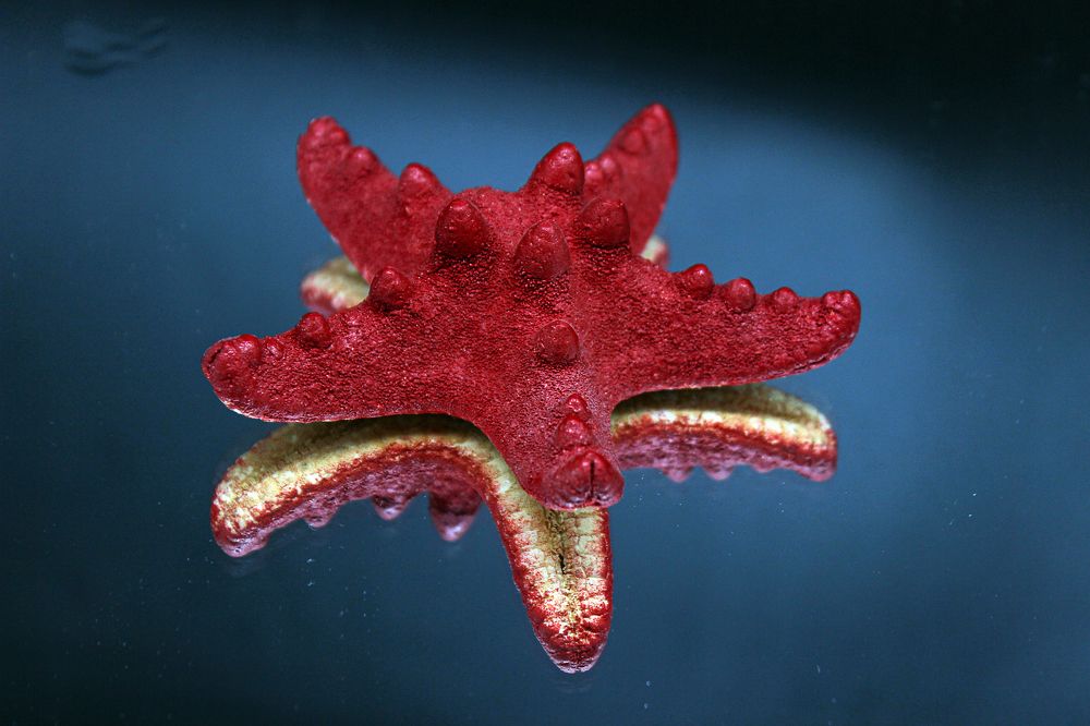 Photograph by Елена Беланенко